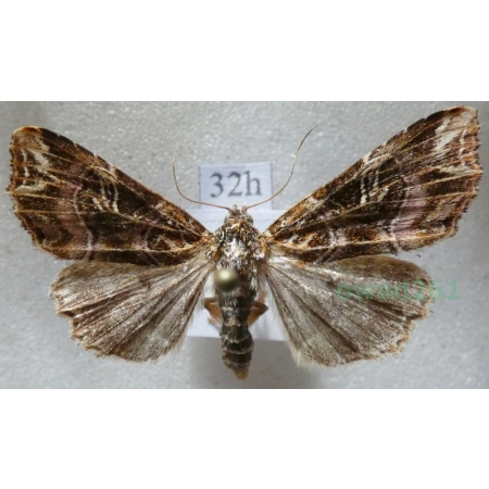 Callopistria juventina (Stoll, 1782) Roztropnica młodzianka Poland32h